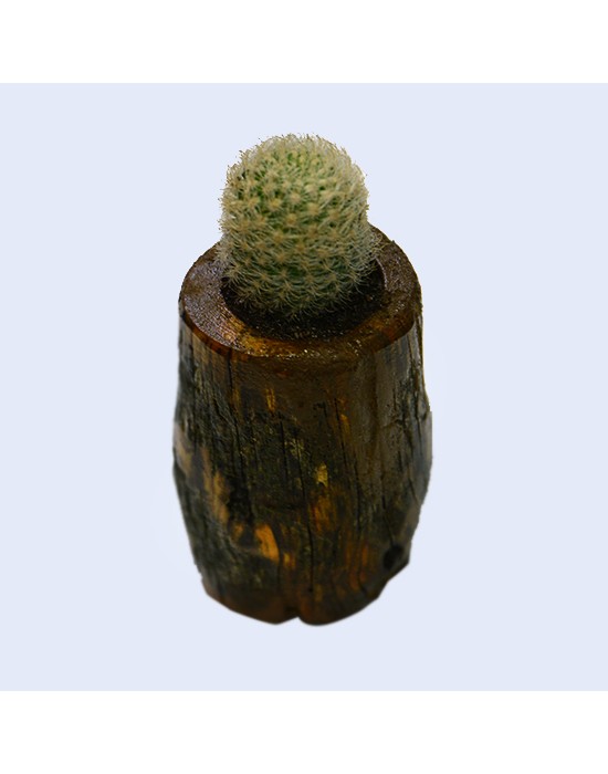 Macetero de madera con cactus