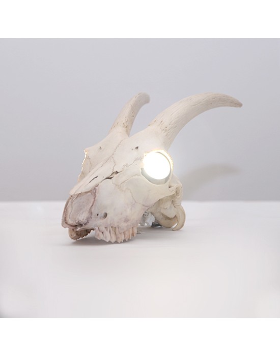 Lámpara con cráneo de cabra real